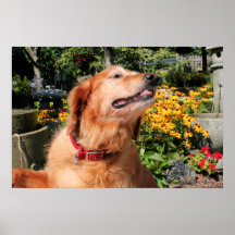 Golden retriever Goldie 08 Posters