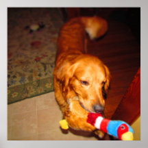 Golden retriever poster