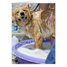 Golden retriever - que es el punto tarjetón