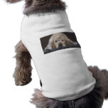 Golden retriever solo casero ropa perro