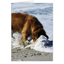 ¡Golden retriever TODOS PARADA! Perdí mi contacto Tarjeton