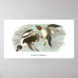 Goldeneye común, Juan Audubon Posters