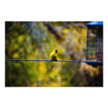 Goldfinch_1 Fotografía