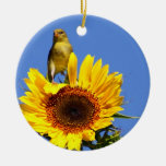 Goldfinch americano en el girasol ornatos