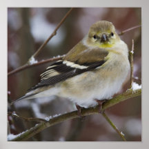 Goldfinch americano poster