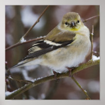 Goldfinch americano posters