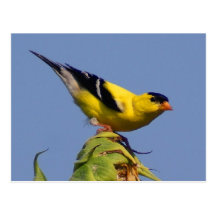 Goldfinch americano tarjeta postal