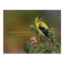 Goldfinch americano tarjeta postal