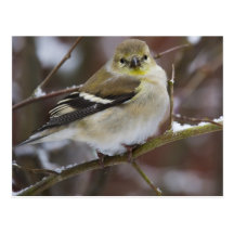 Goldfinch del americano del invierno postal