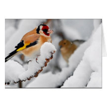Goldfinch en nieve felicitacion 