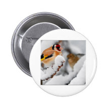 Goldfinch en nieve pin