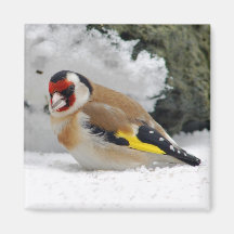 Goldfinch europeo en imán de la nieve