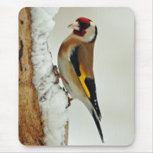 Goldfinch europeo en mousepad de la nieve alfombrillas de ratón