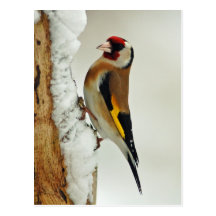 Goldfinch europeo en postal de la nieve