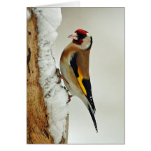 Goldfinch europeo en tarjeta de felicitación de la