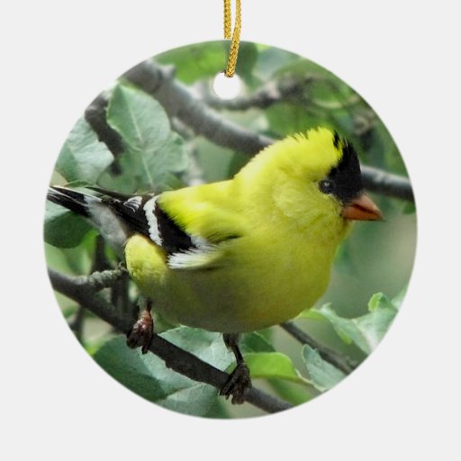 Goldfinch Ornamentos De Navidad