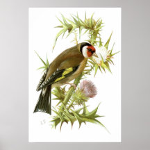 Goldfinch Posters