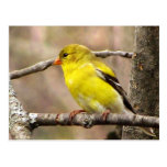 Goldfinch Tarjetas Postales