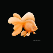 Goldfish de lujo de la cola de milano escultura fotografica