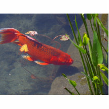 Goldfish rojo esculturas fotograficas