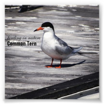 Golondrina de mar común fotos
