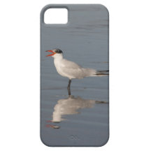 Golondrina de mar iPhone 5 protectores