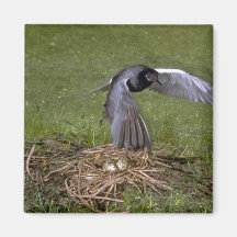 Golondrina de mar negra que vuela sobre jerarquía imán