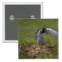 Golondrina de mar negra que vuela sobre jerarquía pin