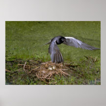 Golondrina de mar negra que vuela sobre jerarquía poster