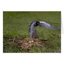 Golondrina de mar negra que vuela sobre jerarquía felicitaciones