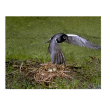 Golondrina de mar negra que vuela sobre jerarquía postales
