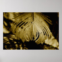 goodfern, johansen poster