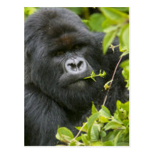 Gorila de montaña del Silverback Tarjetas Postales
