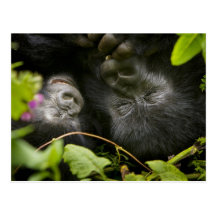 Gorila de montaña juvenil y su madre tarjeta postal