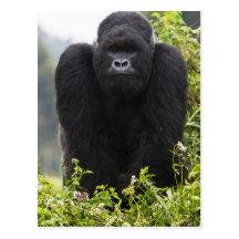 Gorila de montaña y Silverback Tarjeta Postal