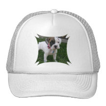 Gorra blanco del perrito del boxeador