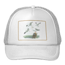 Gorra de la gaviota de arenques