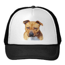 Gorra de Pitbull