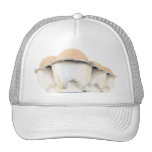 Gorra del cartón del huevo