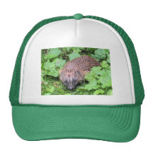 Gorra del erizo