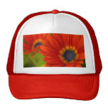 Gorra rojo de la margarita