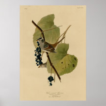 Gorrión coronado blanco posters