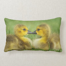Gosling Nuzzle "el beso " Almohadas