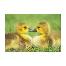 Gosling Nuzzle, el beso, edición firmada de la lon Lona Envuelta Para Galerias