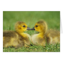 Gosling Nuzzle, el beso, Tarjetón
