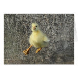 Gosling que cae libre tarjeton