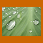 Gota a gota posters