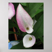 Gotas de agua en cala posters