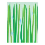 Gotas de agua en Grassblades Postal