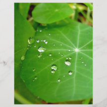 Gotas de agua en la hoja de la capuchina tarjetón